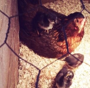 Considerations When Building a Chicken Coop Image